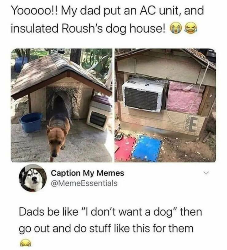 doghouse2.jpg