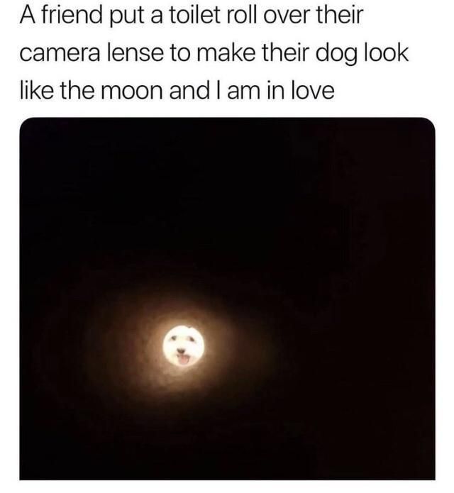 dogmoon.jpg