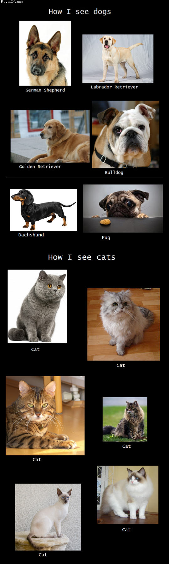 dogs_vs_cats.jpg