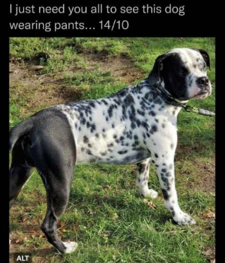 dogwearingpants.jpg