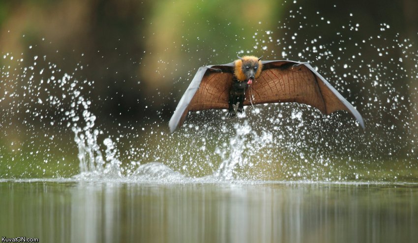 drinking_grey_headed_flying_fox.jpg