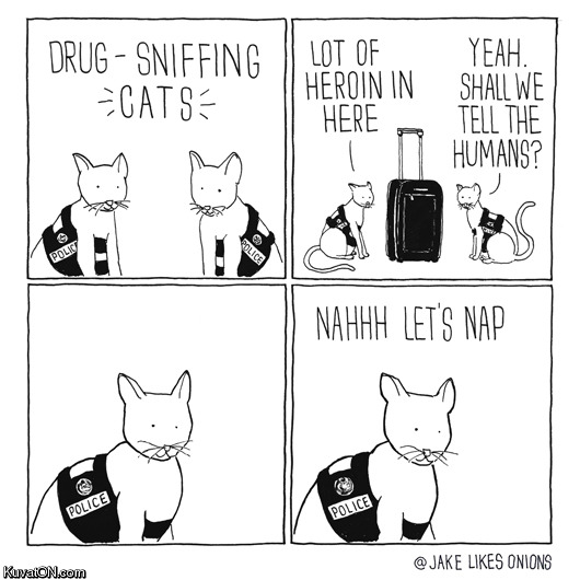 drug_sniffing_cats.jpg