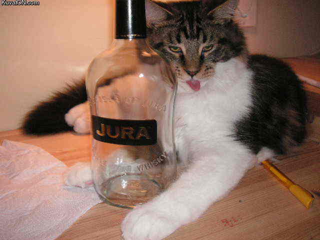 drunken_cat.jpg