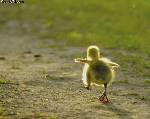 duckling_trying_to_fly.jpg