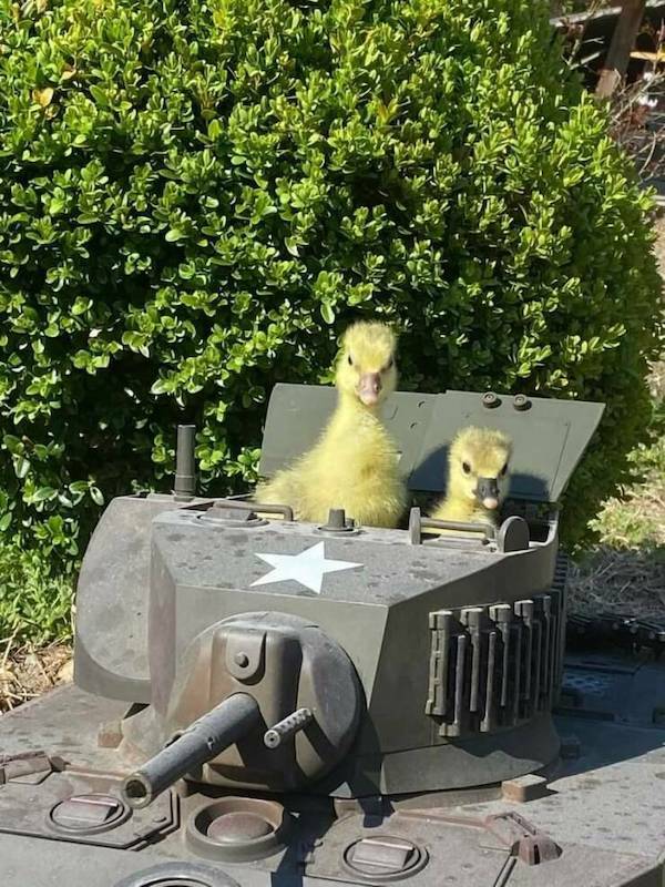 ducksoldiers.jpg