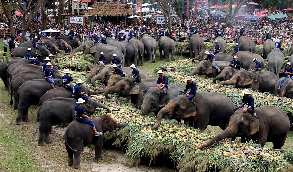 elephant_day_in_thailand.jpg