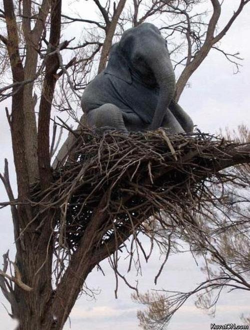 elephant_nest.jpg