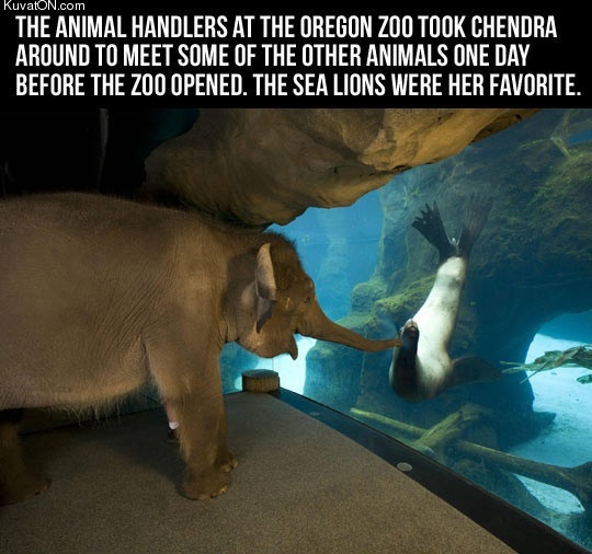 elephant_visiting_a_sea_lion.jpg