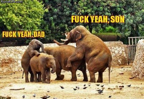 elephants_fuck_yeah.jpg