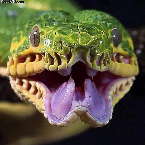 emerald_tree_boa.jpg