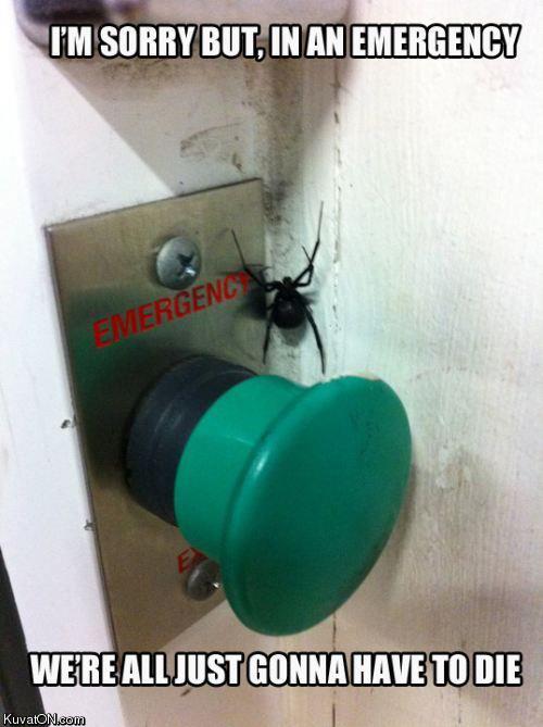 emergency_spider.jpg