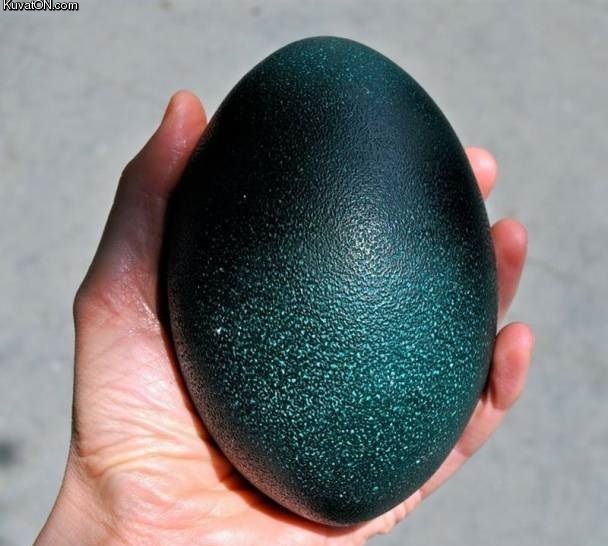 emu_egg.jpg