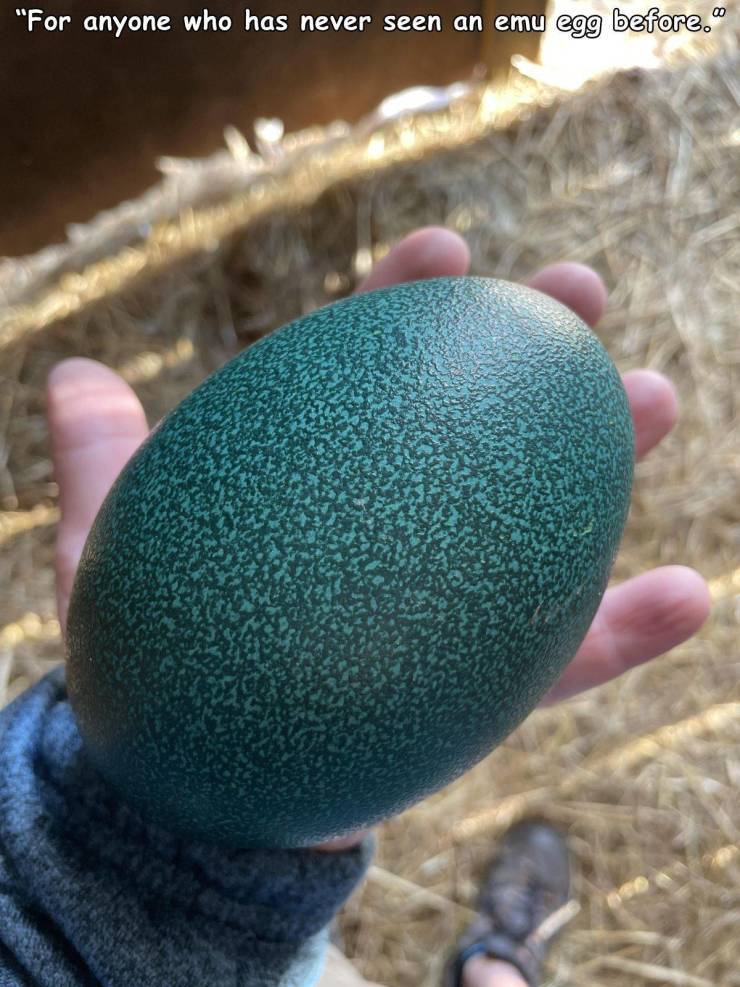 emu_egg3.jpg