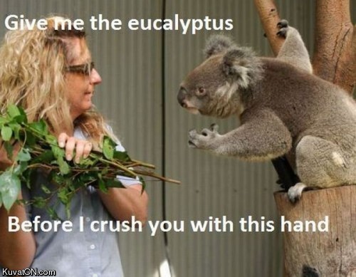 eucalyptus.jpg