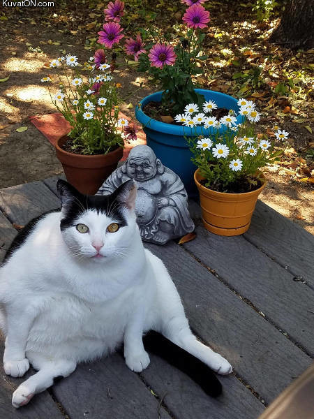 fat_cat_and_buddha.jpg