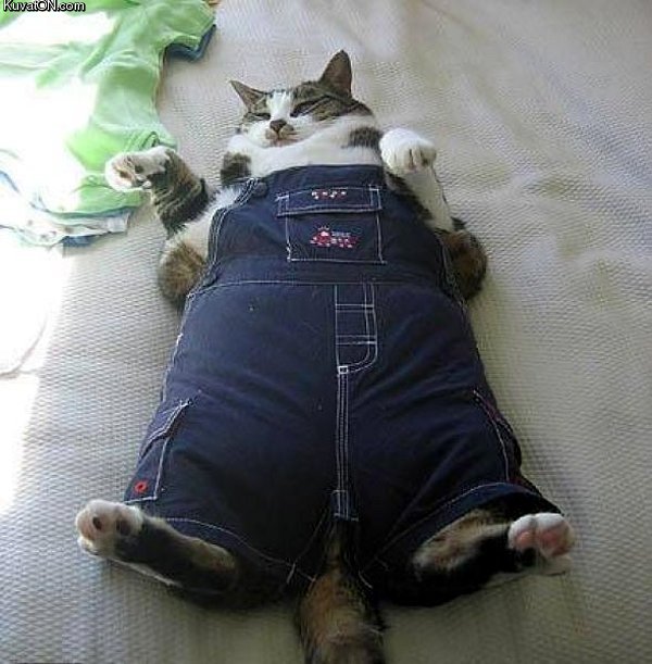 fat_cat_in_pants.jpg