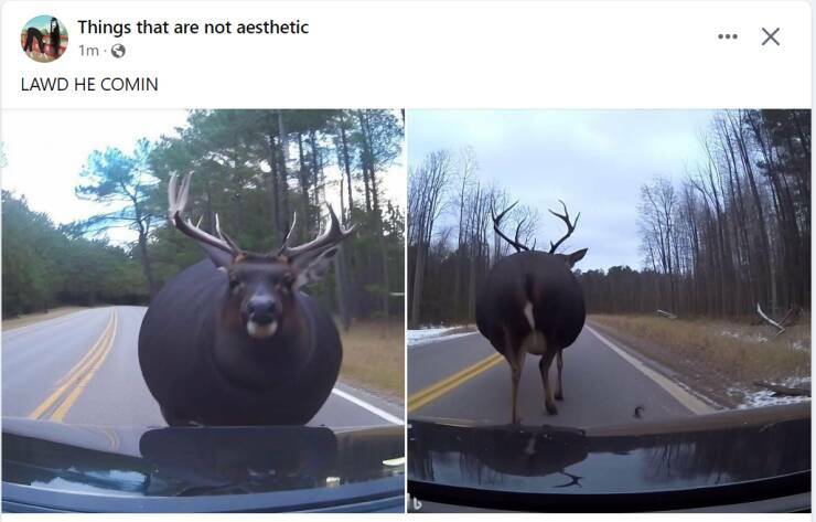 fat_deer.jpg