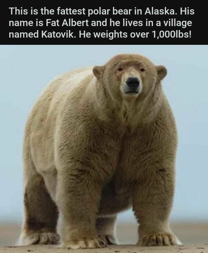 fat_polar_bear.jpg