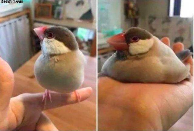 fatbird.jpg