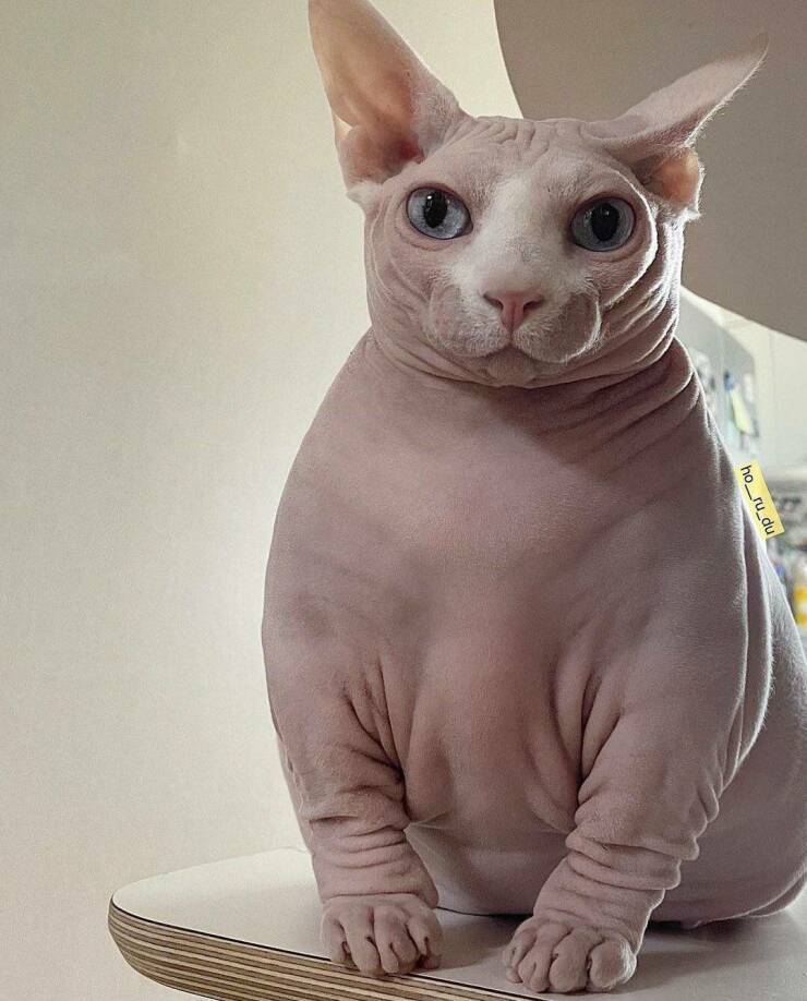 fatskincat.jpg