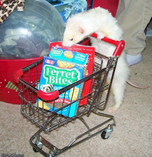 ferret_shopping.jpg