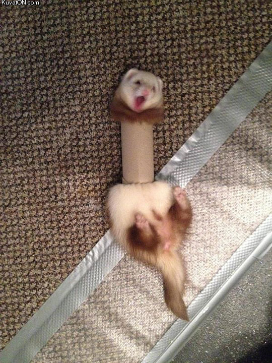 ferret_trapped_in_a_toilet_paper_roll.jpg