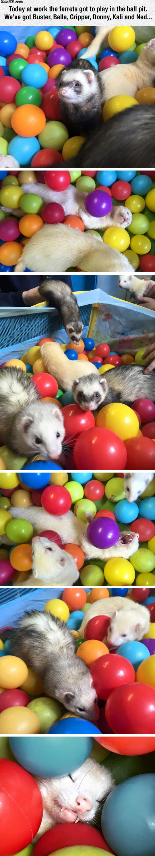 ferrets_vs_ball_pit.jpg