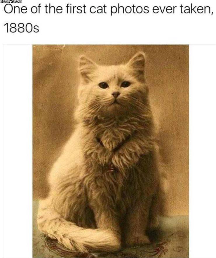 first_cat_pic.jpg