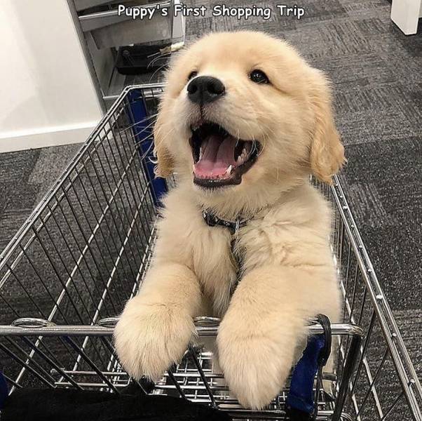 first_shopping_trip.jpg