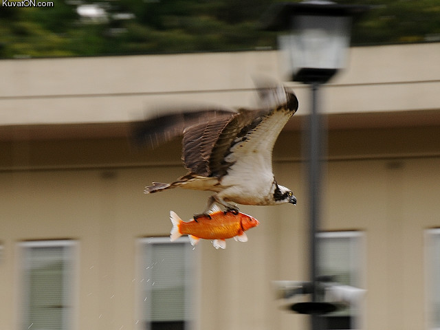 fish_flight.jpg