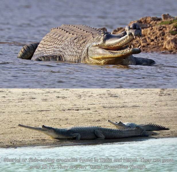 fisheatingcrocodile.jpg