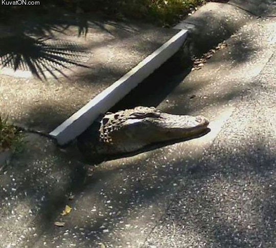 florida_sewer_rat.jpg