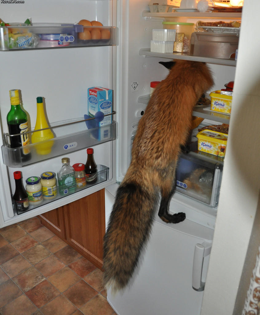 fox_in_the_fridge.jpg