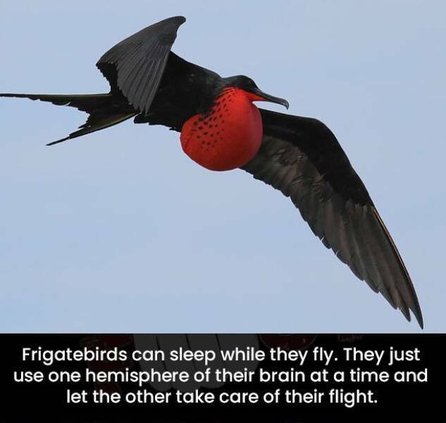 frigatebird.jpg