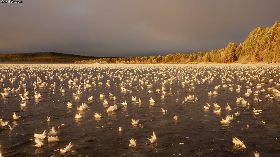 frost_flowers.jpg