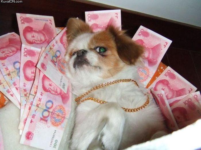 gangsta_dog2.jpg