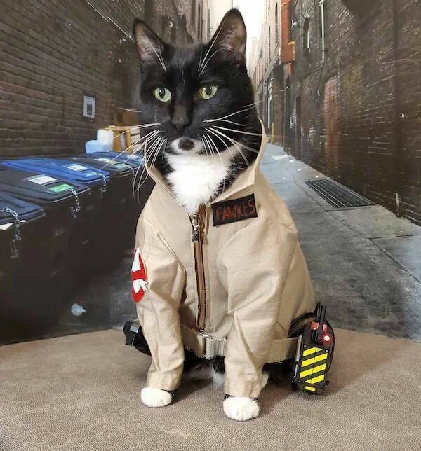 ghostbusterscat.jpg