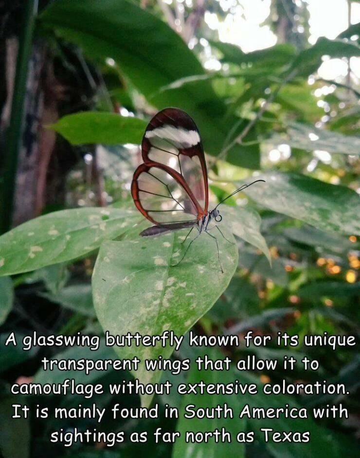 glasswing_butterfly.jpg