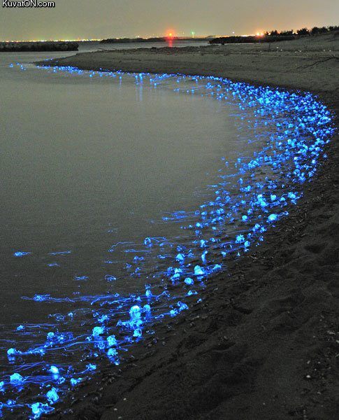 glowing_firefly_squid_of_toyama_japan.jpg