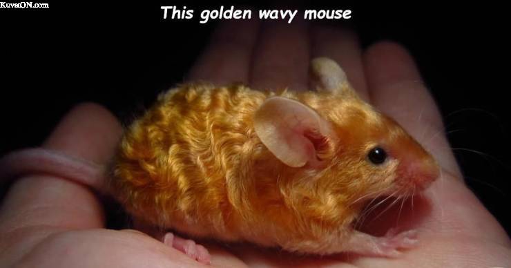 golden_mouse.jpg