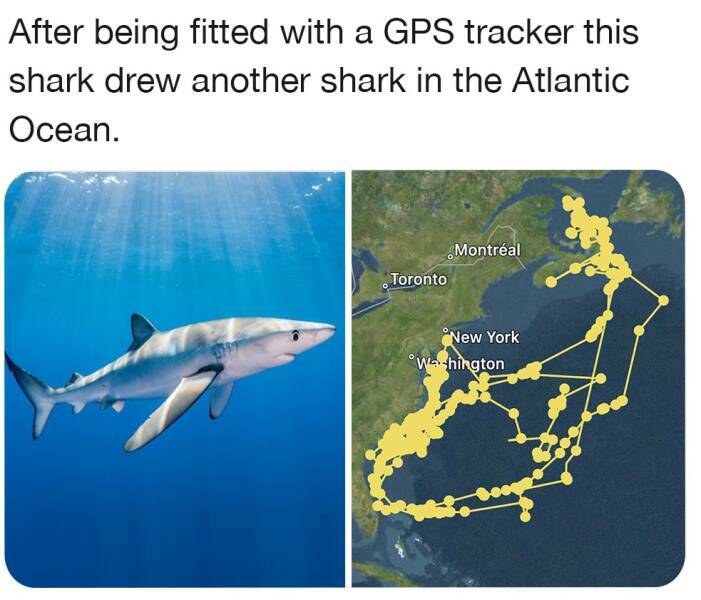 gpsshark.jpg