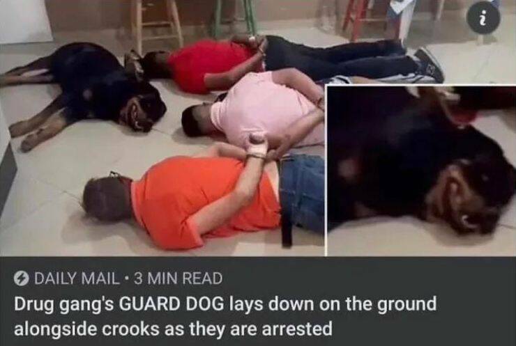 guarddog3.jpg