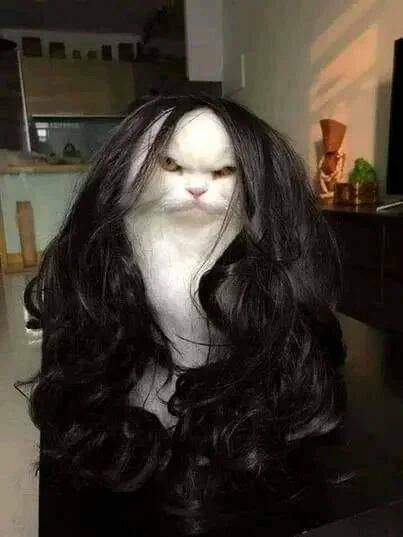 haircat4.jpg