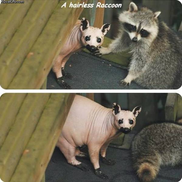 hairlessracoon.jpg