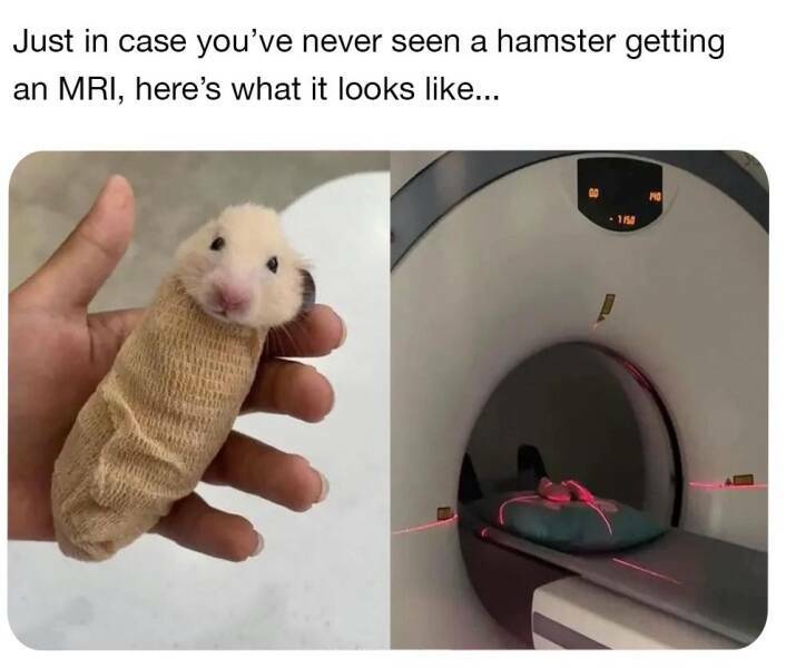 hamsteri_putkeen.jpg