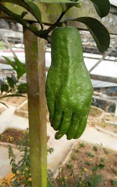 handfruit.jpg