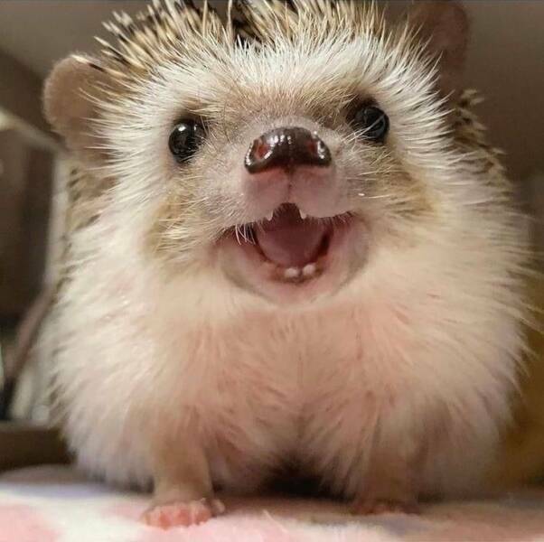 happy_hedgehog.jpg