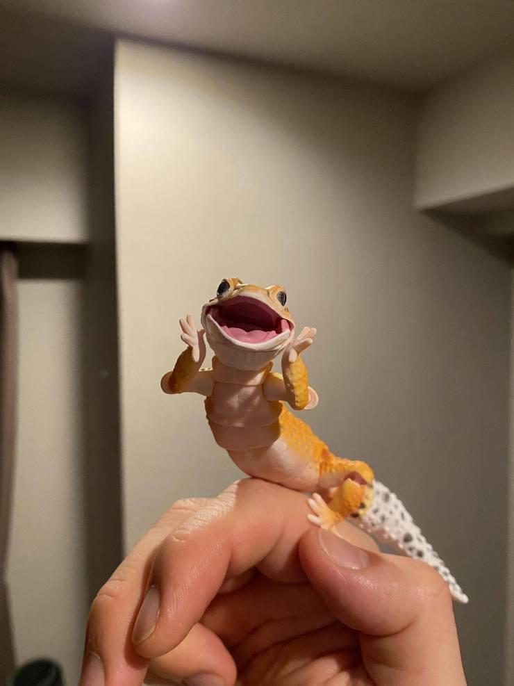 happy_lizzard3.jpg