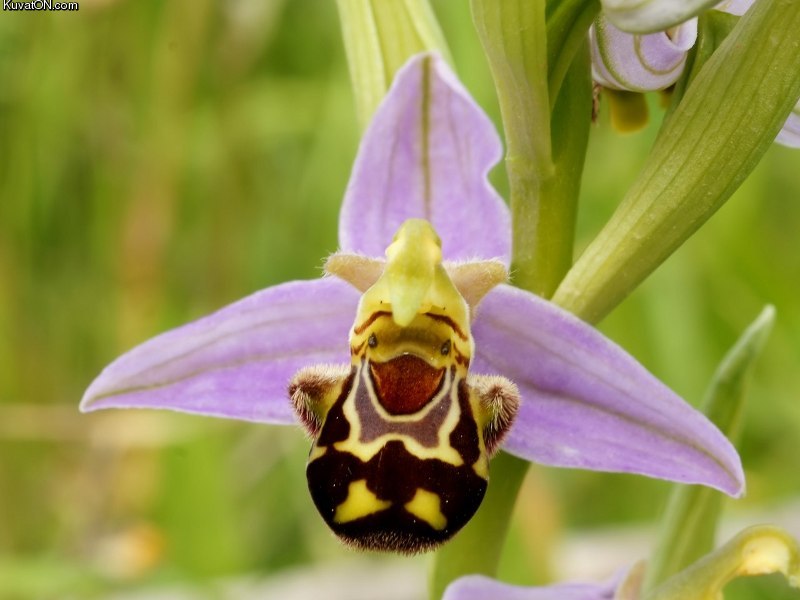 happy_orchid.jpg