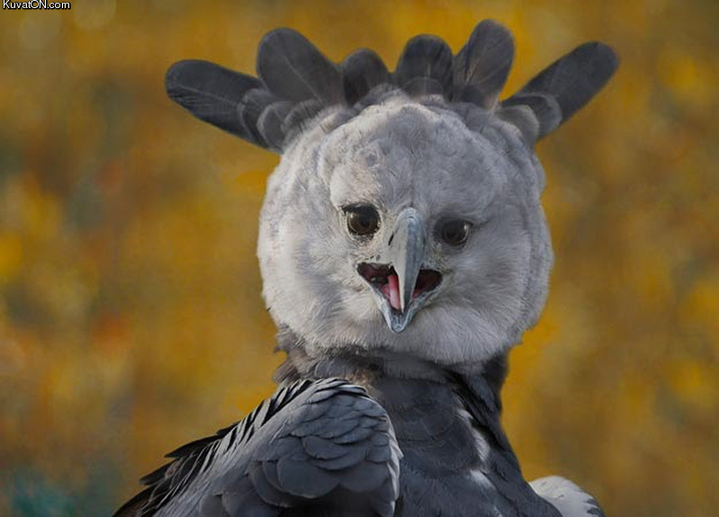 harpy_eagle.jpg